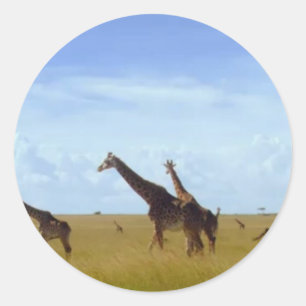 Sticker Rond Les Giraffes du Parc National de Nairobi