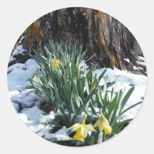 Sticker Rond Les jonquilles jaunes dans la neige