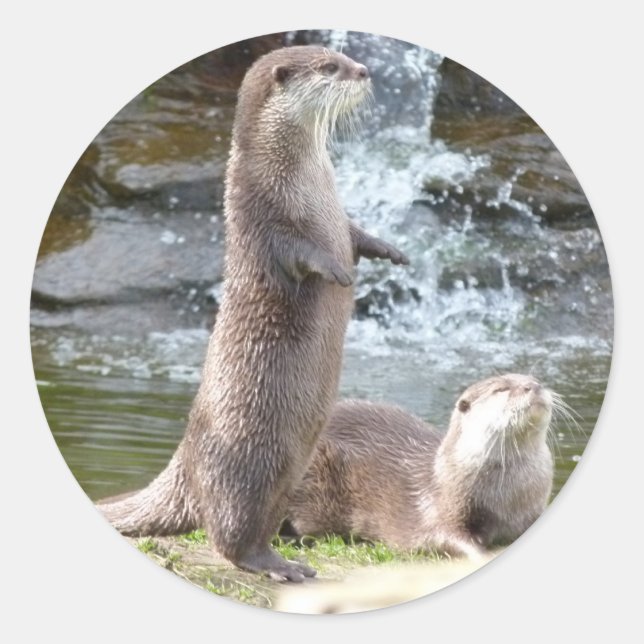 Sticker Rond Les loutres profitant du soleil (Devant)