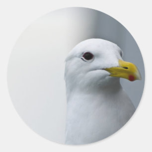 Sticker Rond Les mouettes ont aussi besoin d'amour