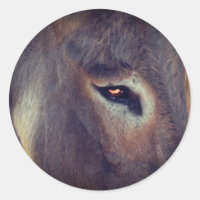 Les pensées de l'âne animal