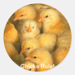 Sticker Rond Les poules gouvernent ! Bébés Poulets poulets poul