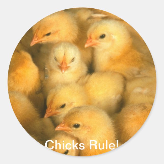 Sticker Rond Les poules gouvernent ! Bébés Poulets poulets poul (Devant)