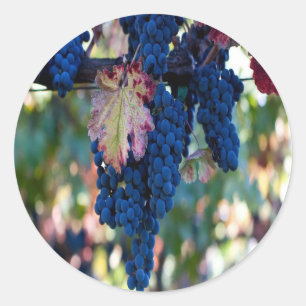 Sticker Rond Les raisins sur une vigne