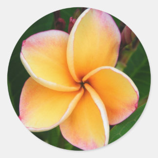 Sticker Rond Les sens tropicaux