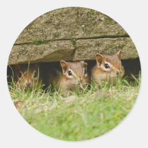 Sticker Rond les trois amis