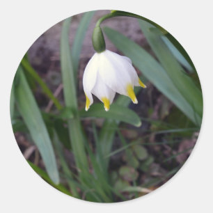 Sticker Rond Leucojum vernum de flocon de neige de printemps