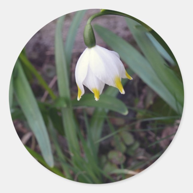 Sticker Rond Leucojum vernum de flocon de neige de printemps (Devant)