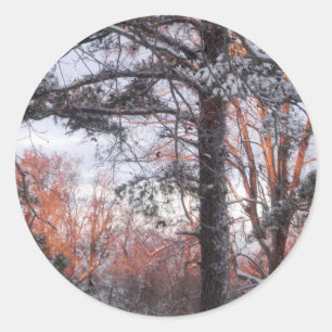 Sticker Rond Lever de neige Hiver Pine de neige Photo