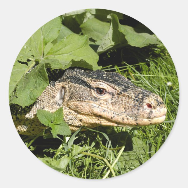 Sticker Rond Lézard du moniteur d'eau (Devant)