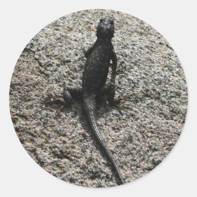 Sticker Rond Lézard noir (Devant)