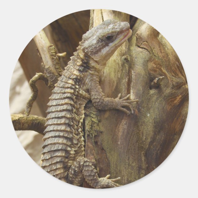 Sticker Rond Lézard Tropical Girdled En Afrique De L'Est (Devant)