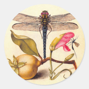 Sticker Rond Libellule Botanique Nature Faune Hoefnagel Art