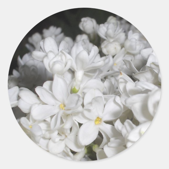 Sticker Rond Lilac (Devant)