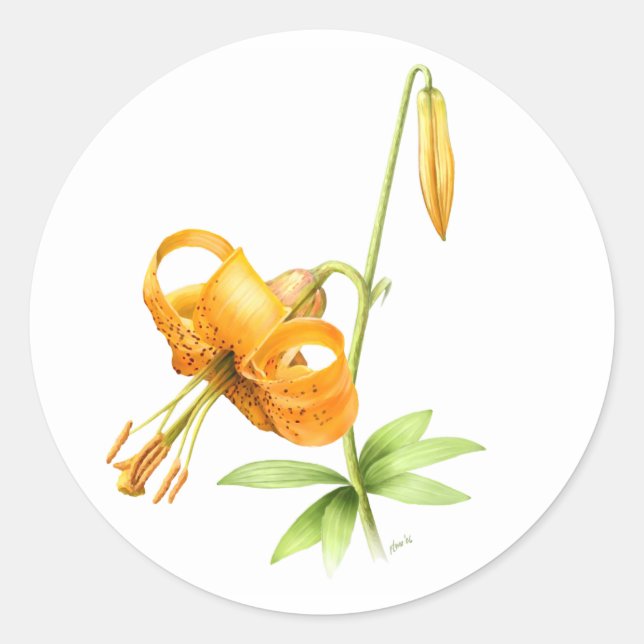 Sticker Rond Lily de tigre sauvage (Devant)