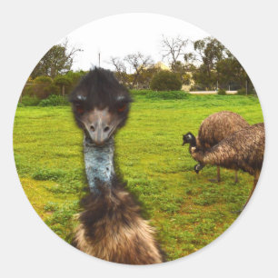 Sticker Rond "L'interruption de plumes : la grande photo-omb d'
