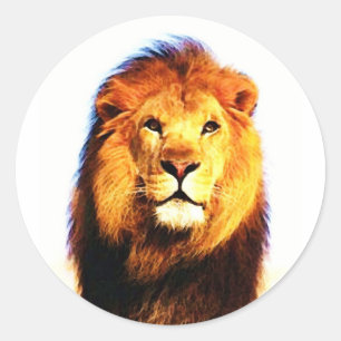 Sticker Rond Lion africain
