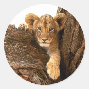 Sticker Rond Lion Cub