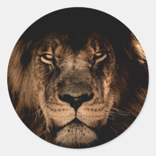 Sticker Rond lion d'afrique yeux fermés