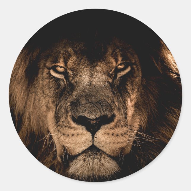 Sticker Rond lion d'afrique yeux fermés (Devant)