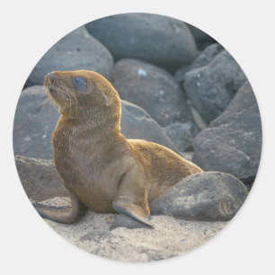 Sticker Rond Lion de mer des Galapagos