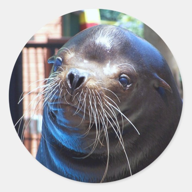 Sticker Rond Lion de mer doux (Devant)