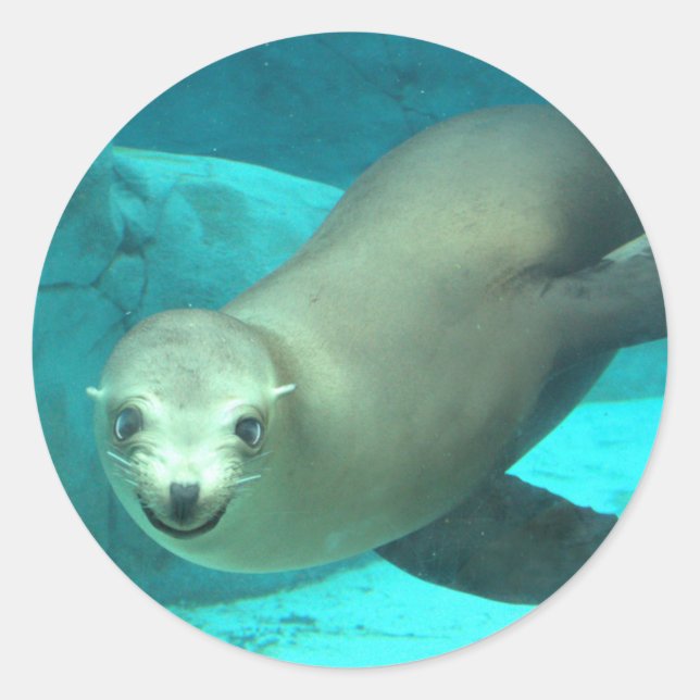 Sticker Rond Lion de mer souriant - Saint Louis Zoo (Devant)