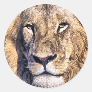 Sticker Rond Lion de portrait