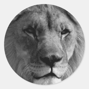 Sticker Rond Lion noir et blanc
