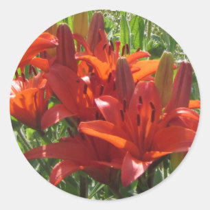Sticker Rond Lis asiatiques oranges brûlés,