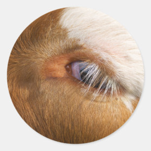 Sticker Rond L'oeil de la vache des Highlands