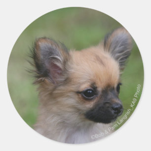 Sticker Rond Long Haired Chihuahua Chiuppy regardant la caméra