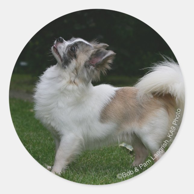 Sticker Rond Long Haired Chihuahua Regardez la caméra (Devant)