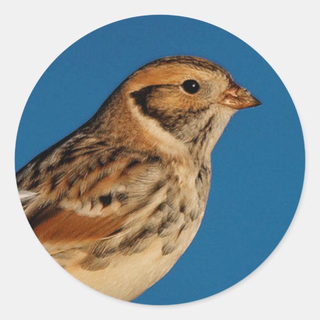Sticker Rond Longspur de la Laponie sur un journal éclairé (Devant)