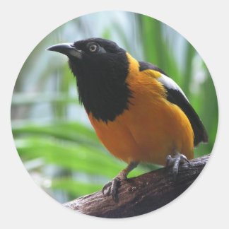 Sticker Rond L'Oriole d'Helaine