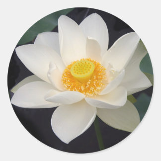 Sticker Rond Lotus Blossom