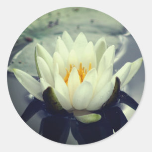Sticker Rond Lotus Blossom Fleur Lily D'Eau