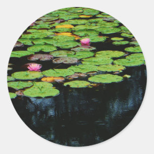 Sticker Rond lotus rose noir