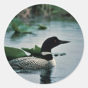 Sticker Rond Lou commun sur l'eau