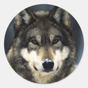 Sticker Rond Loup
