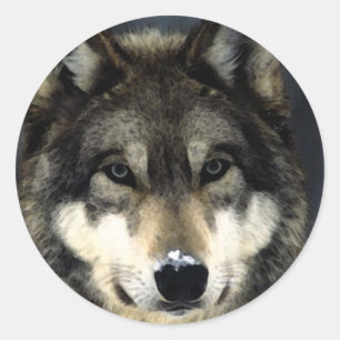 Sticker Rond Loup