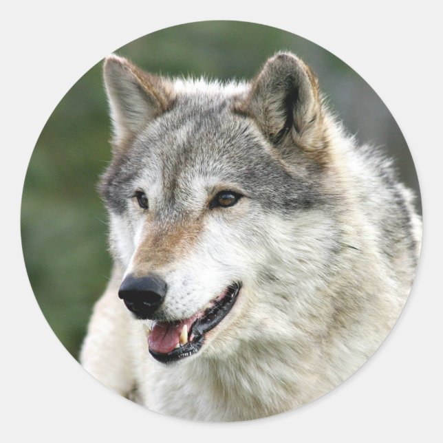 Sticker Rond Loup (Devant)