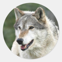 Loup