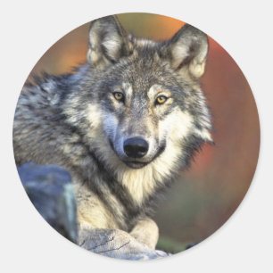 Sticker Rond Loup gris