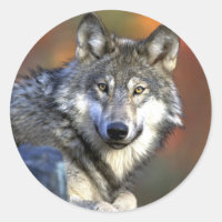 Loup gris - Loup de bois - Série Loup rouge