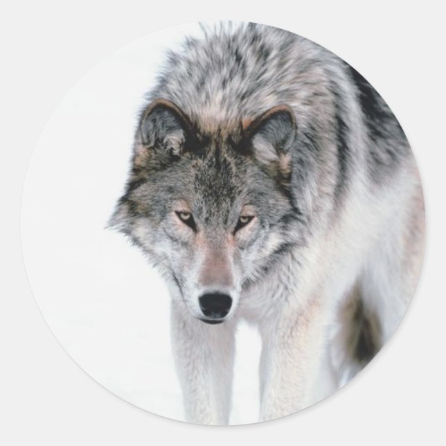 Sticker Rond Loup tortueux (Devant)