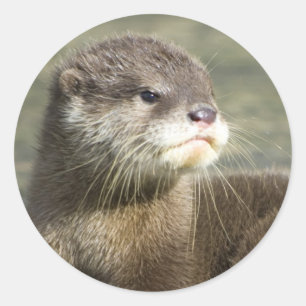 Sticker Rond Loutre mignonne de bébé