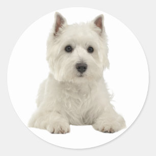 Sticker Rond Love West Highland Terrier Chien chiot blanc