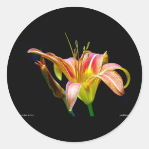 Sticker Rond Lovely Tawny Daylily II Vêtements et cadeaux