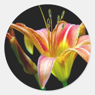 Sticker Rond Lovely Tawny Daylily II Vêtements et cadeaux